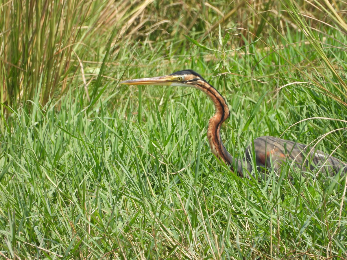 Purple Heron - ML644696267