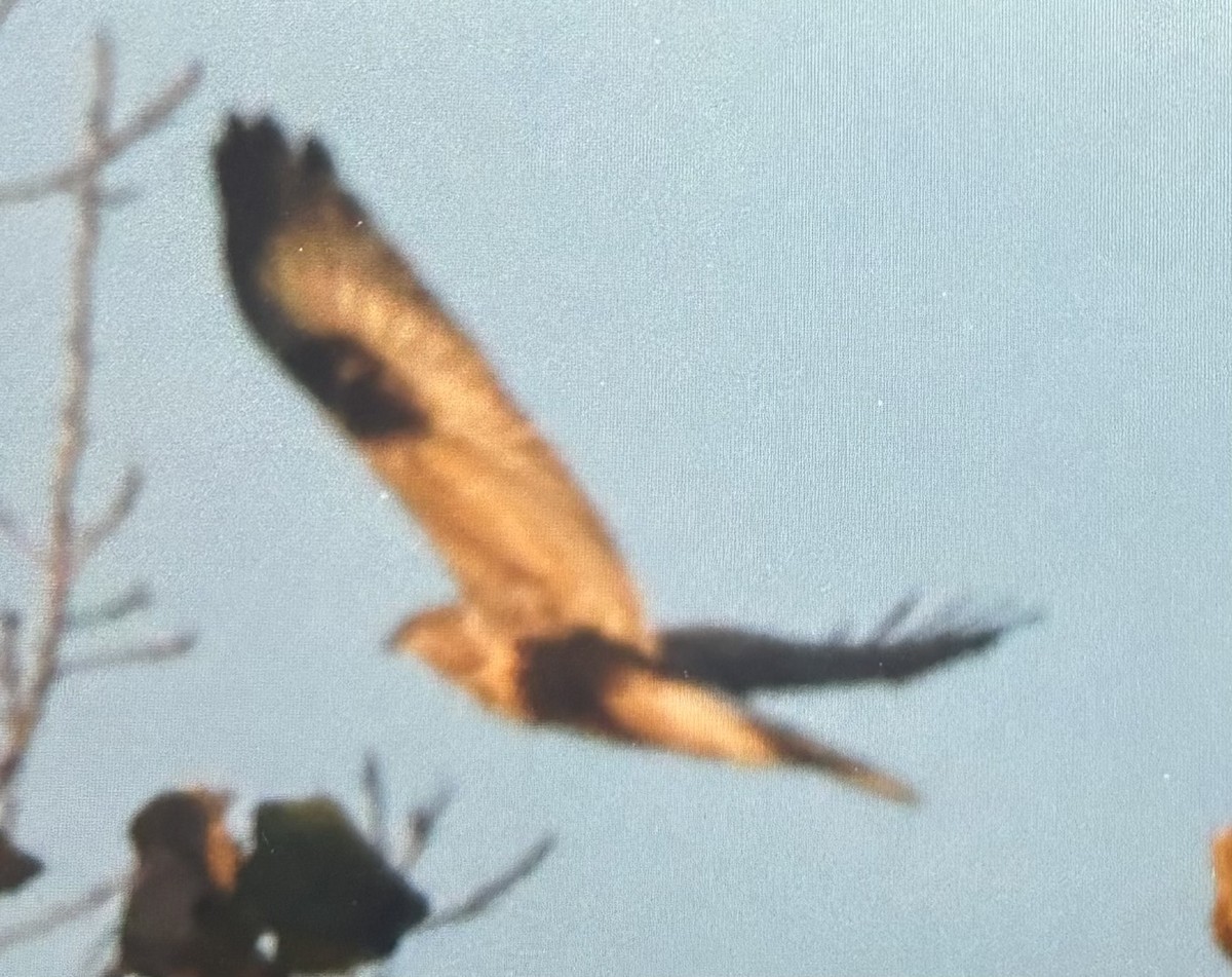 Zapelatz galtzaduna - ML644696274