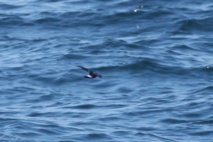 Wilson ekaitz-txoria - ML644696276