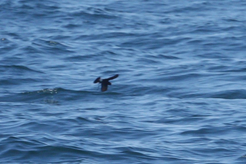 Wilson ekaitz-txoria - ML644696277