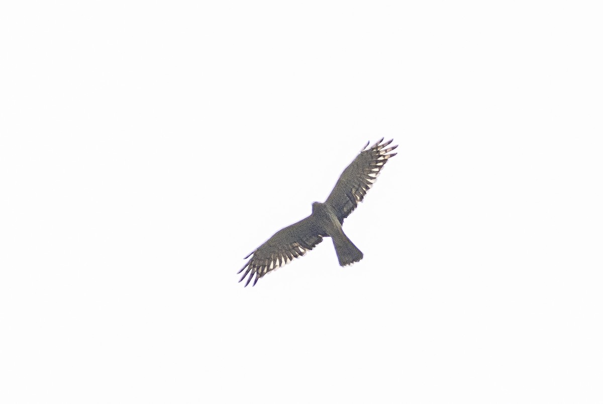 Pied Harrier - ML644696278