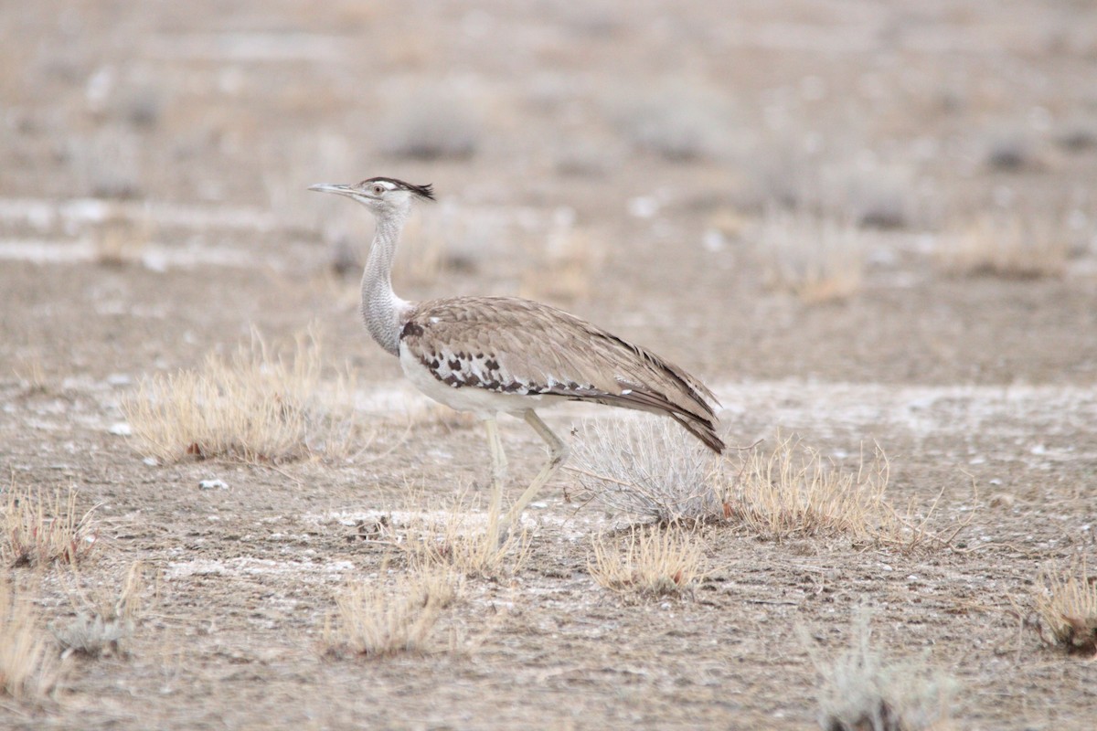 Kori Bustard - ML644696308