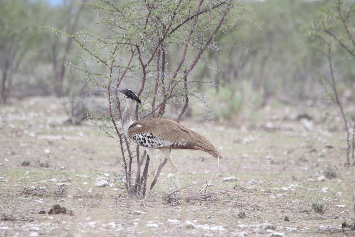 Kori Bustard - ML644696309
