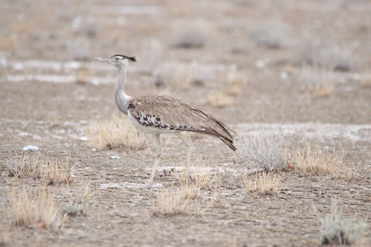 Kori Bustard - ML644696310