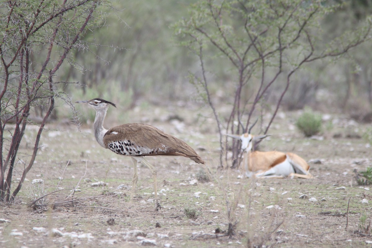 Kori Bustard - ML644696311