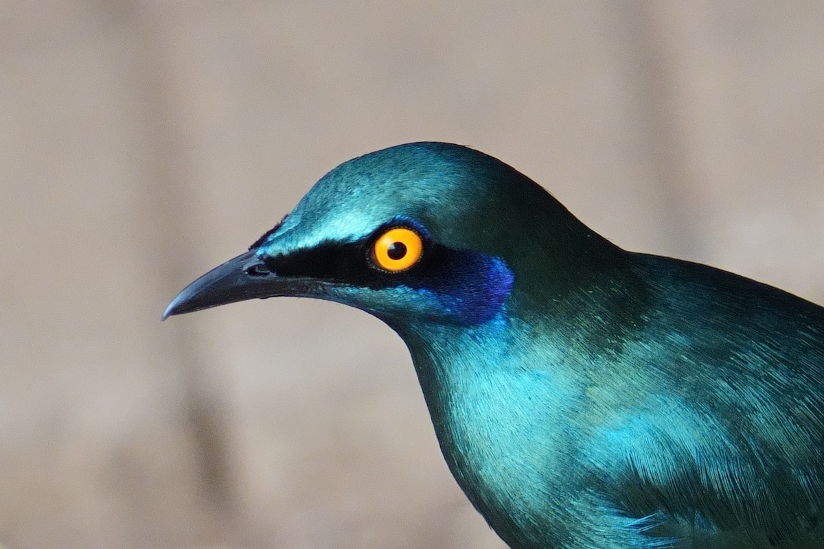 leskoptev kovová - ML644696312