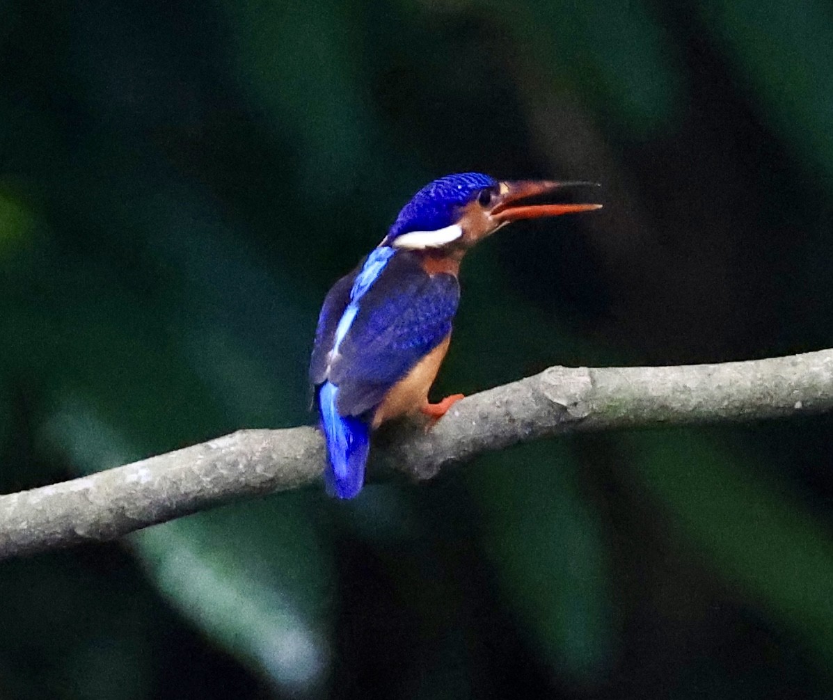 ledňáček modrohřbetý - ML644696315