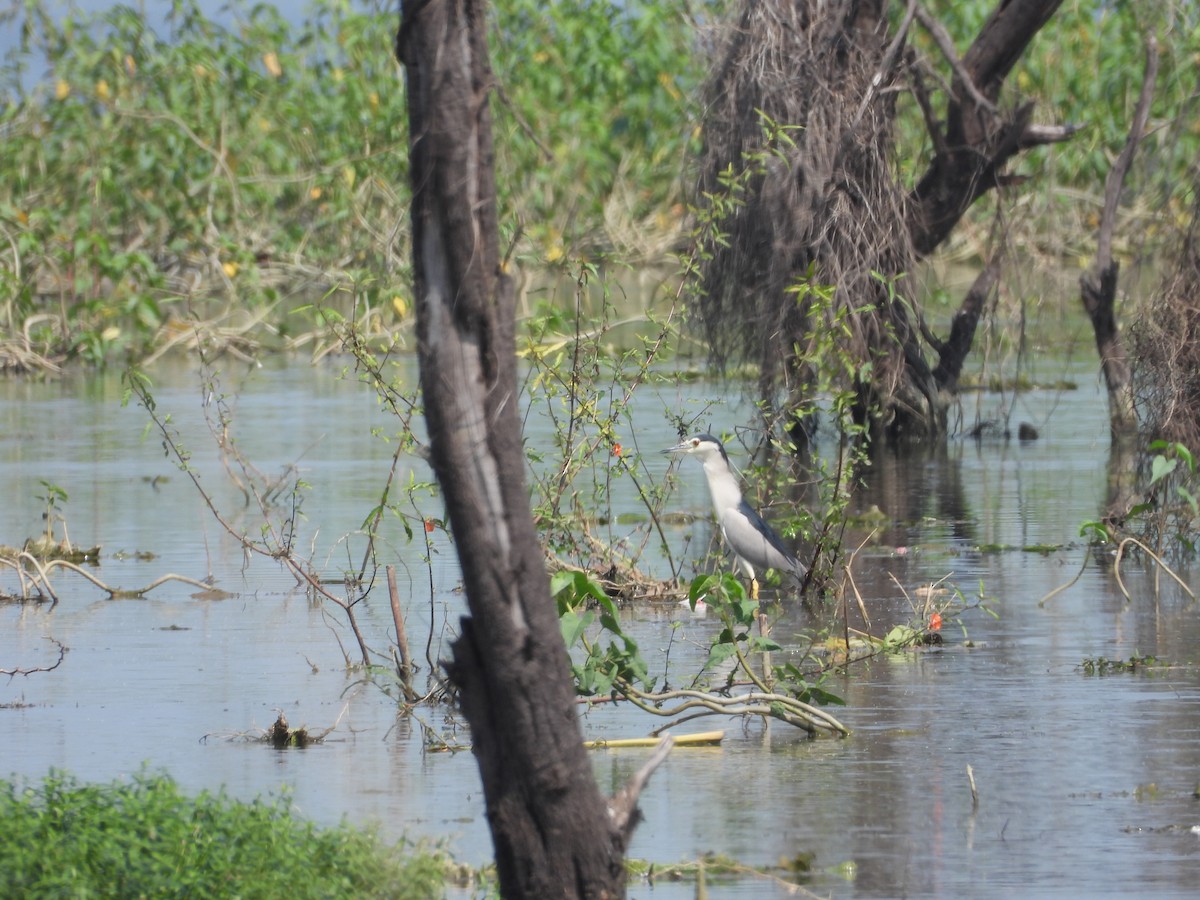 Black-crowned Night Heron - ML644696332