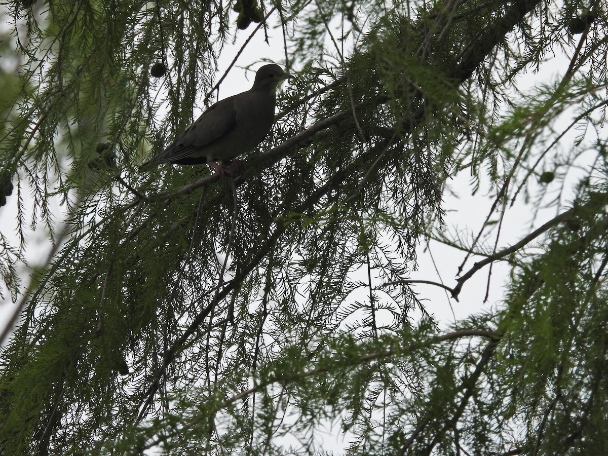 hrdlička černouchá - ML644696338