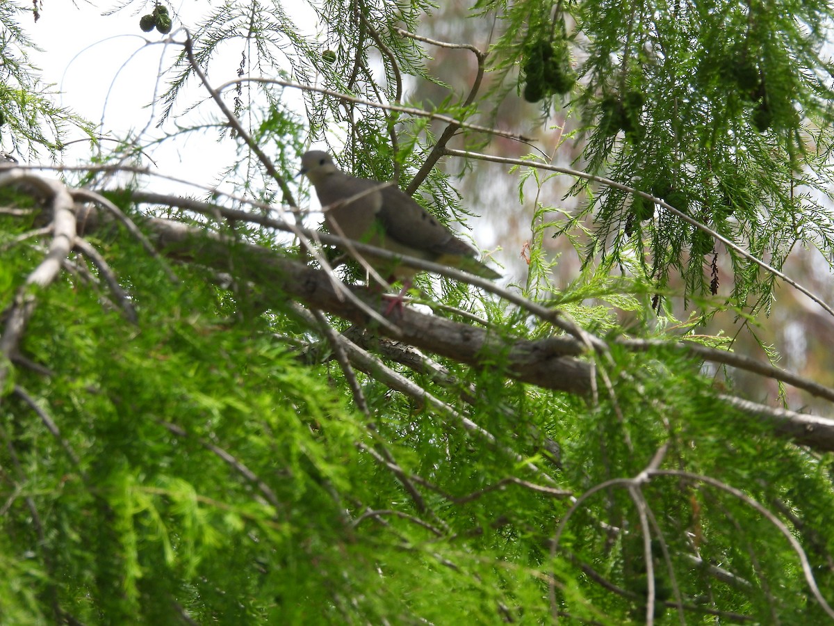 hrdlička černouchá - ML644696339