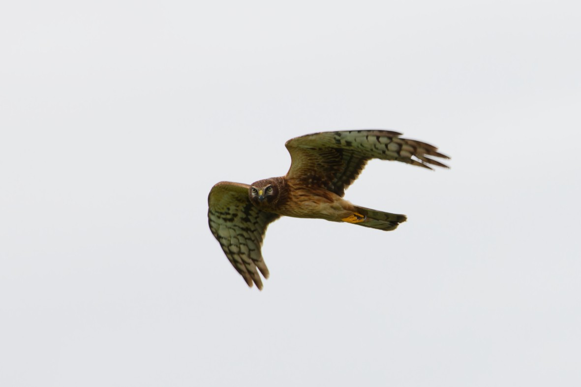 moták severoamerický - ML644696363