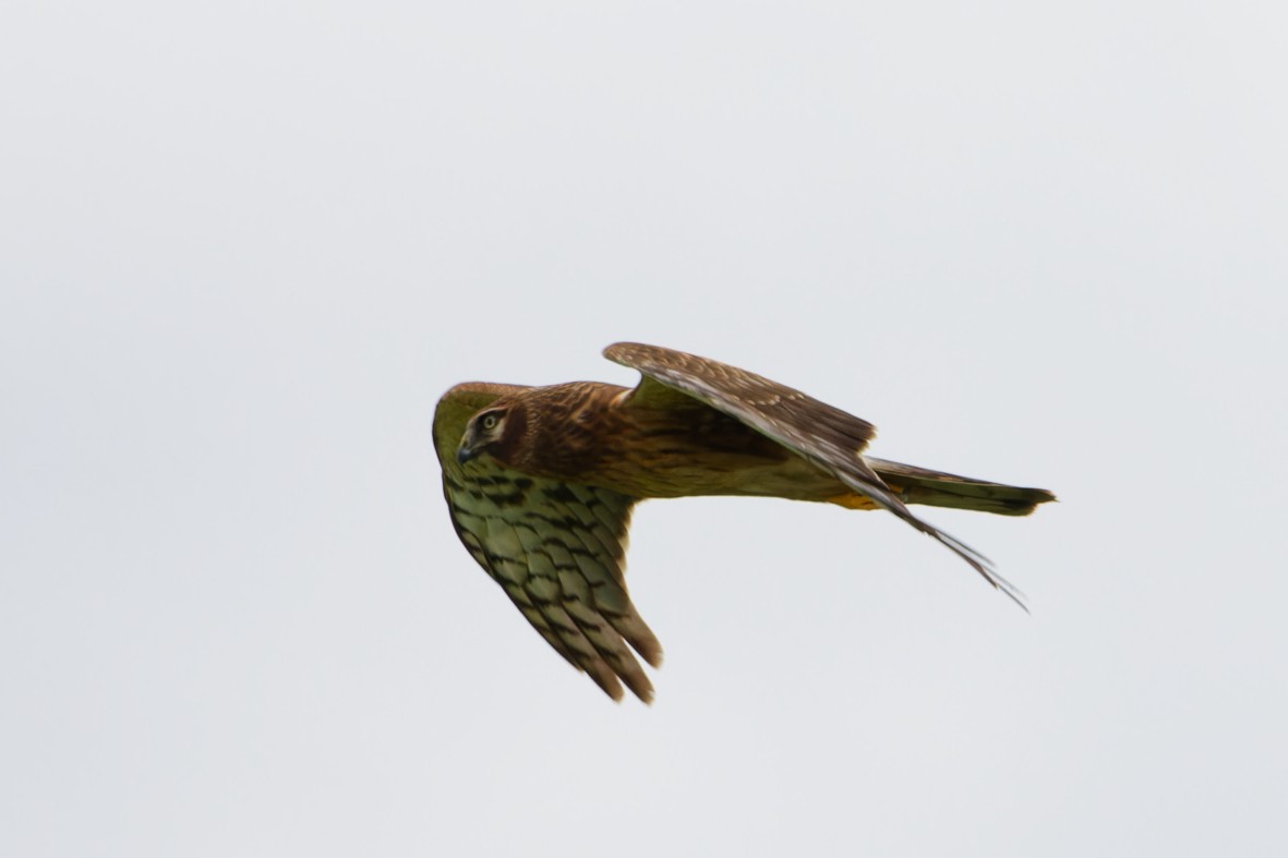 moták severoamerický - ML644696365