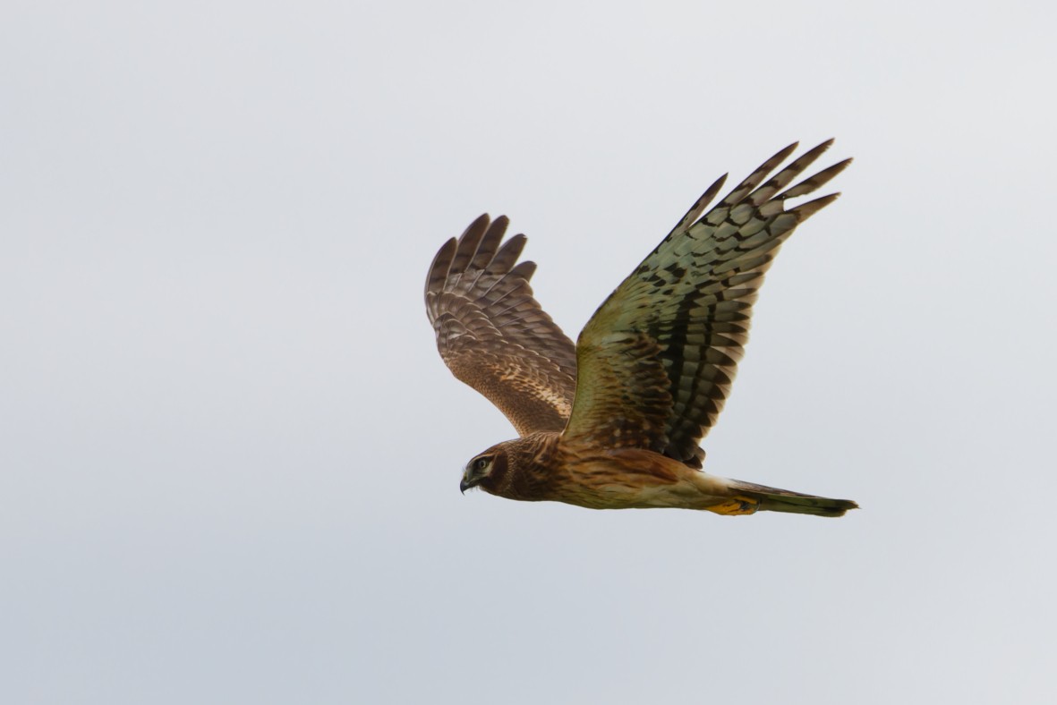 moták severoamerický - ML644696366