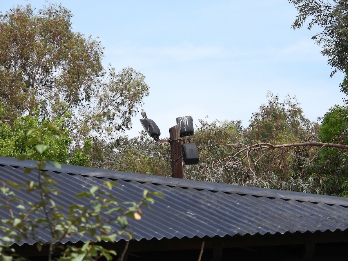 Пересмішник білобровий - ML644696369