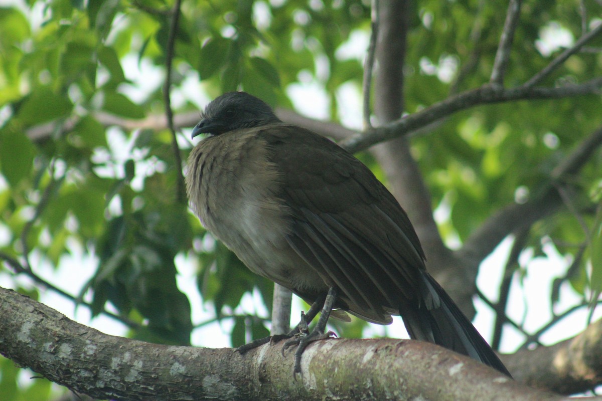 Plain Chachalaca - ML644696370