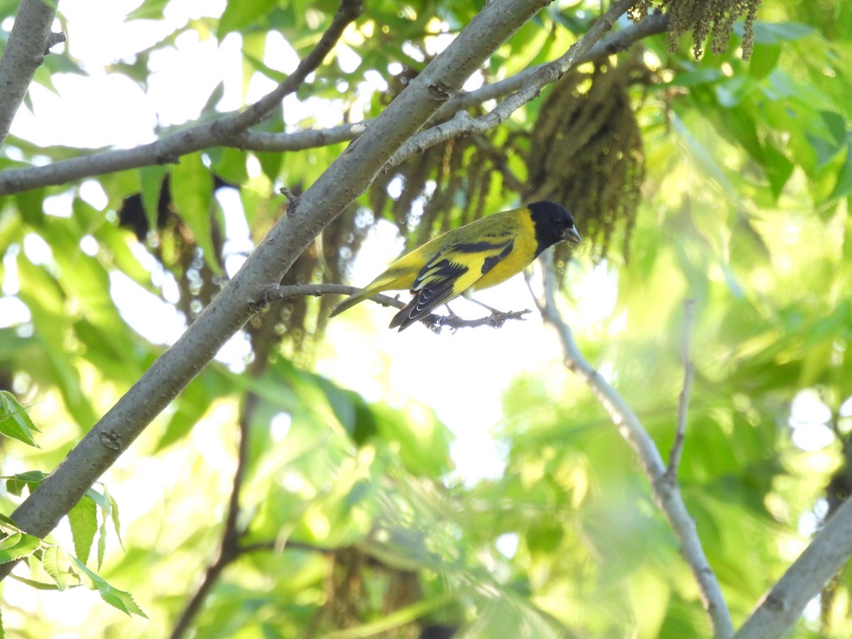 hettesisik - ML644696371