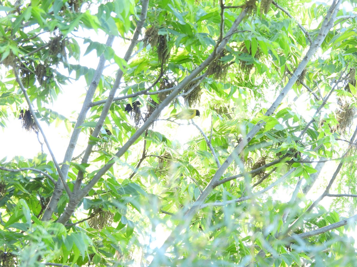 hettesisik - ML644696372