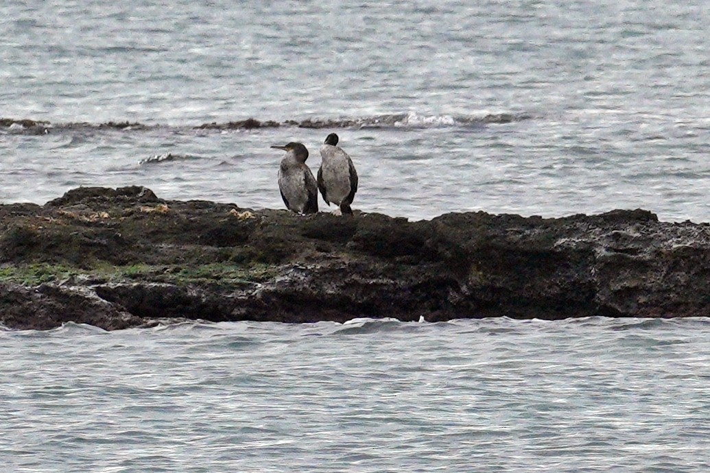 ヨーロッパヒメウ - ML644696382