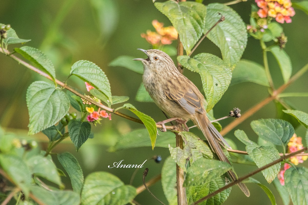Принія гірська - ML644696384