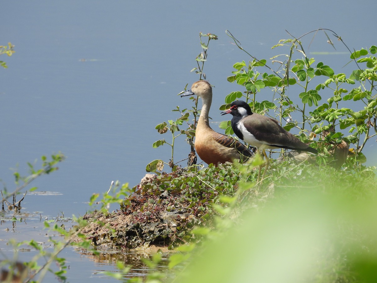 Lesser Whistling-Duck - ML644696399
