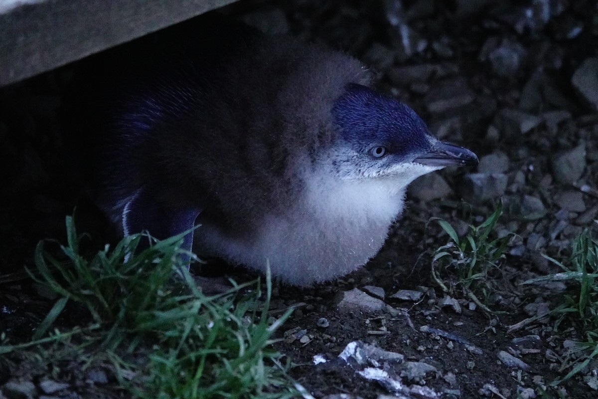 Малый пингвин - ML644696400