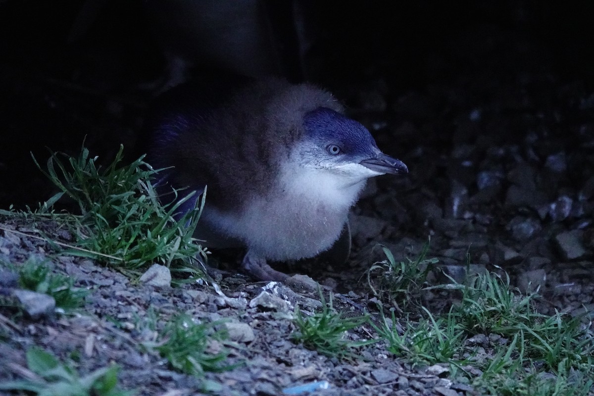 Малый пингвин - ML644696401