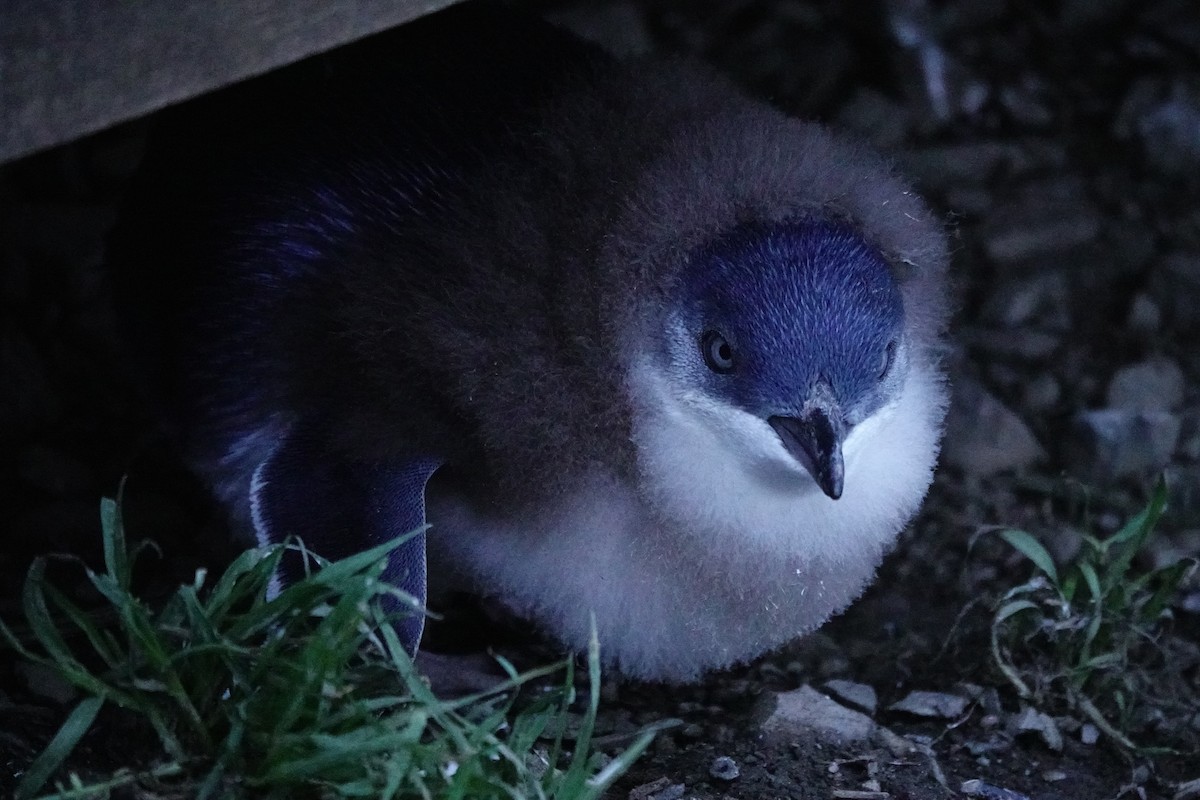 Малый пингвин - ML644696402