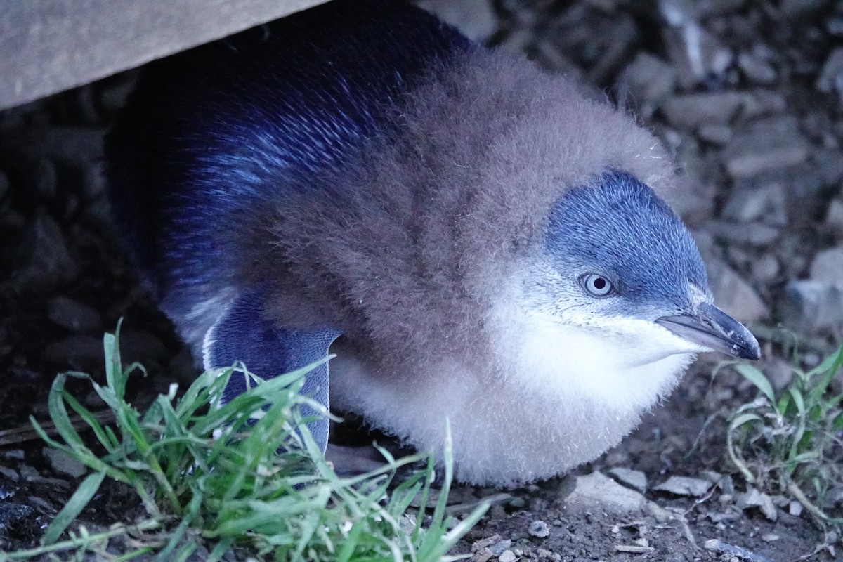 Малый пингвин - ML644696403