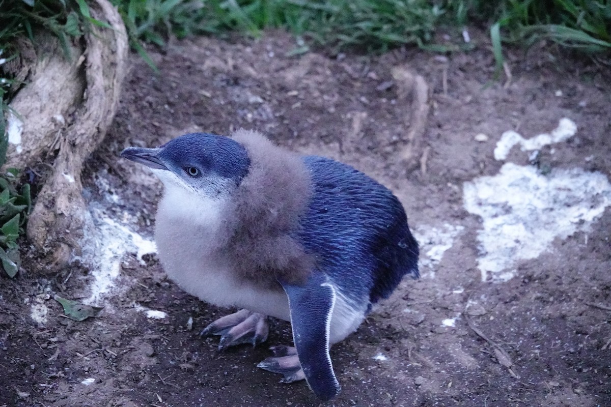 Малый пингвин - ML644696404