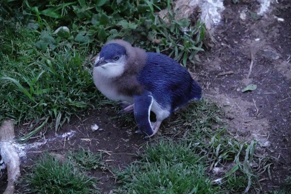 Малый пингвин - ML644696405