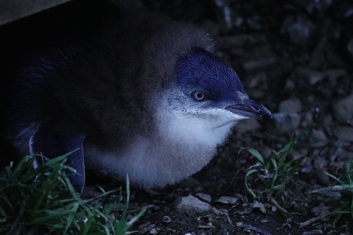 Малый пингвин - ML644696406