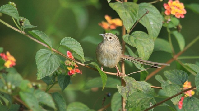 Принія гірська - ML644696408