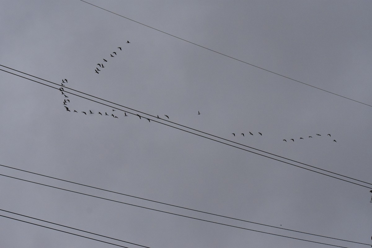 Pink-footed Goose - ML644696419