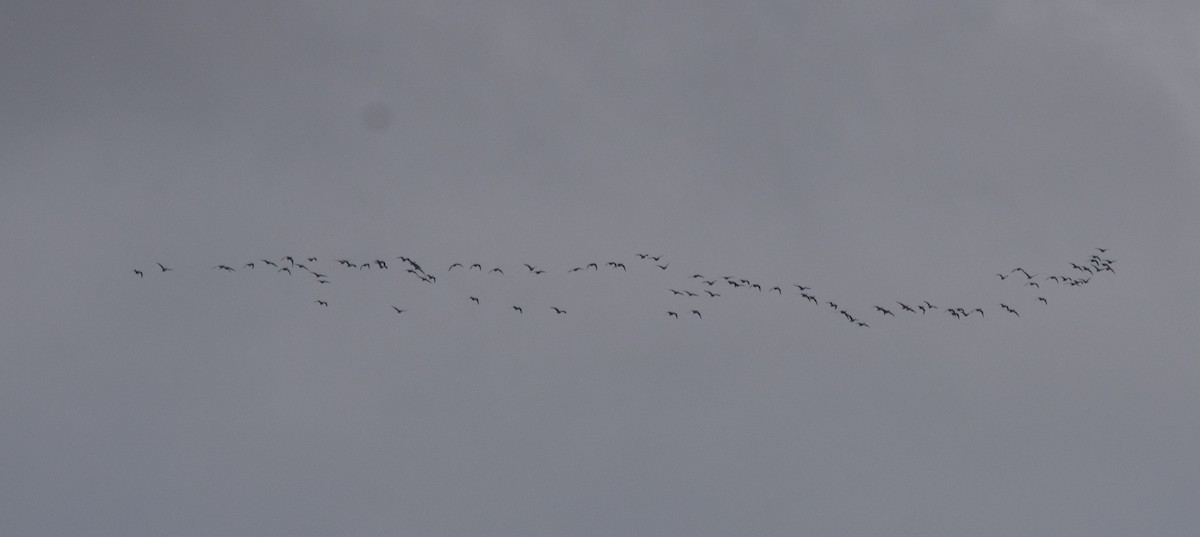 Pink-footed Goose - ML644696422