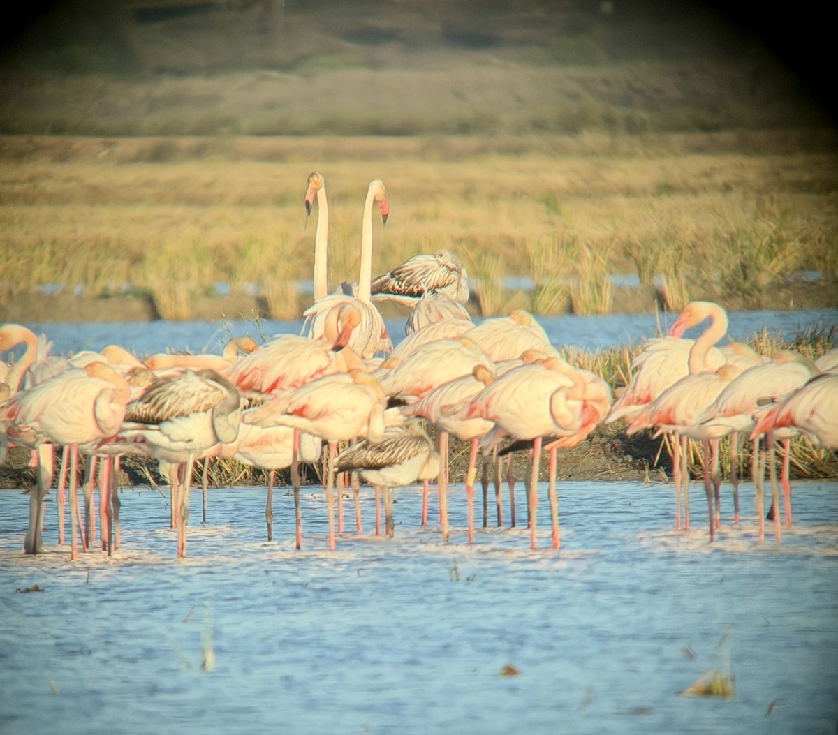 Flamenko handia - ML644696425