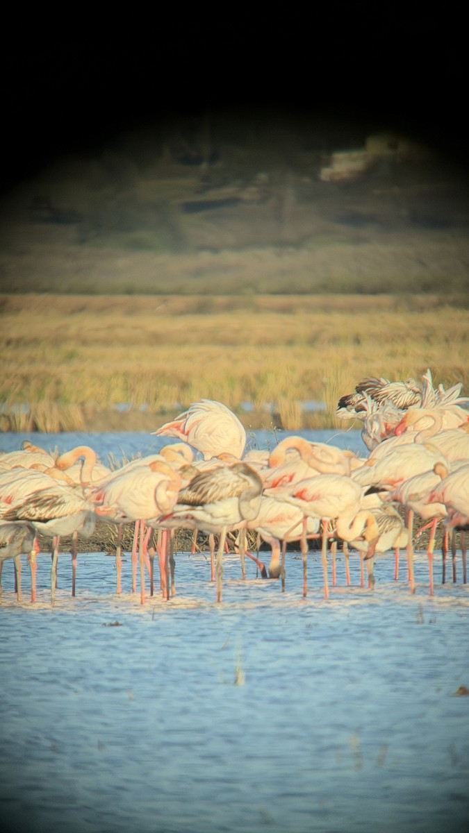 Flamenko handia - ML644696426