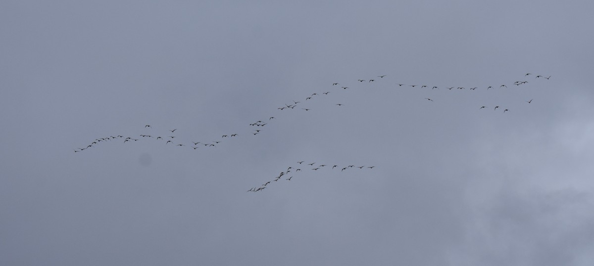 Pink-footed Goose - ML644696428