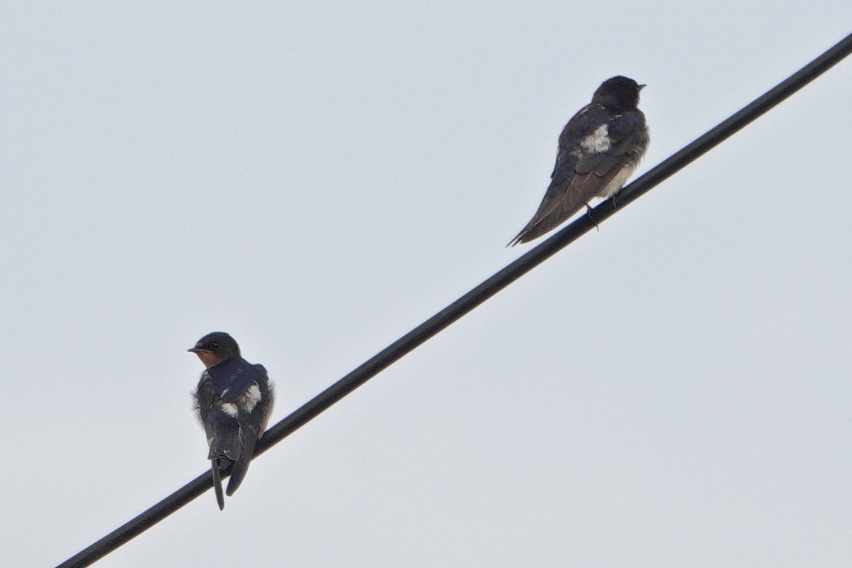 Barn Swallow - ML644696429