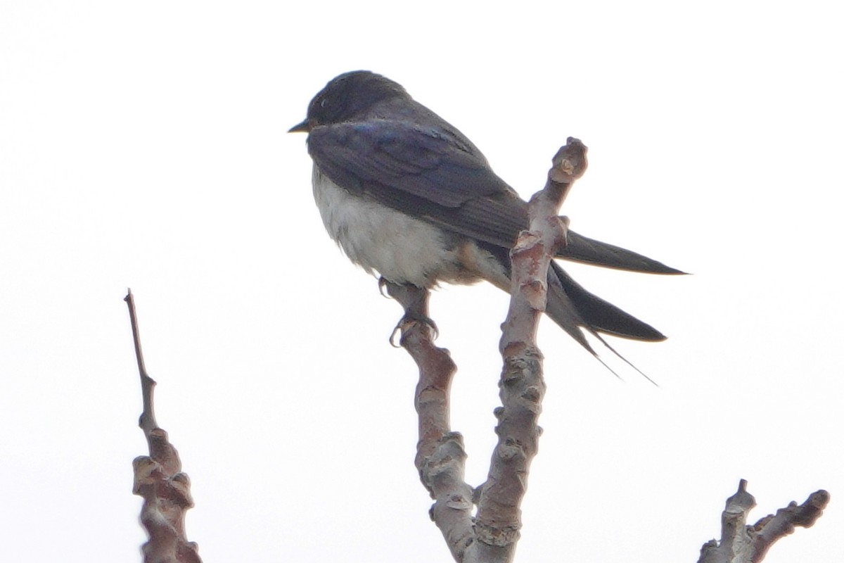 Barn Swallow - ML644696430