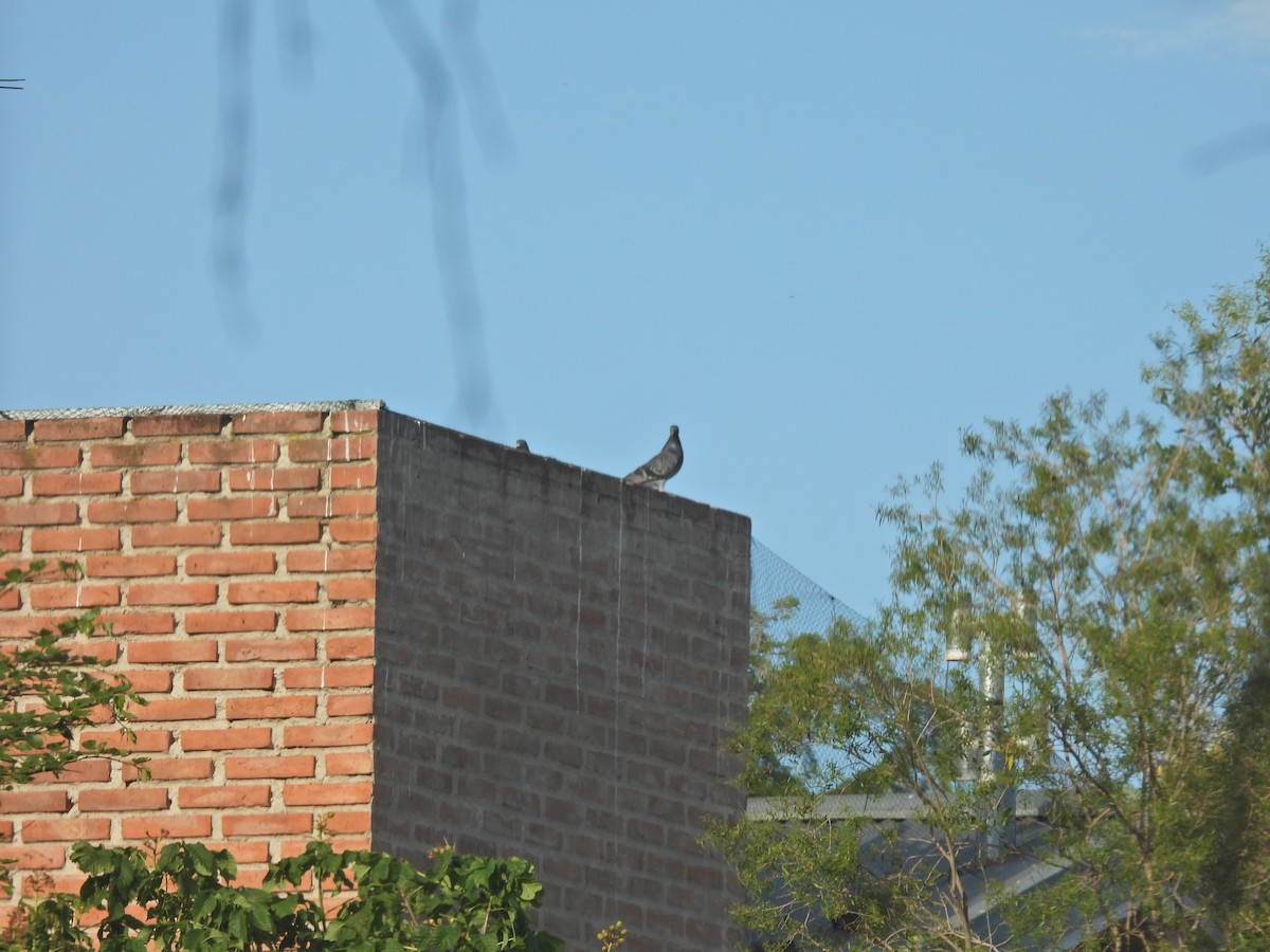 Felsentaube (Straßentaube) - ML644696433