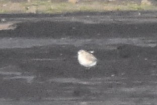 Black-bellied Plover - ML644696441