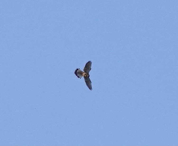 Eurasian Kestrel - ML644696442