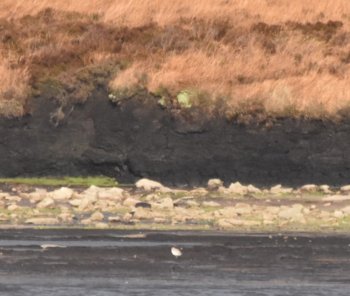 Black-bellied Plover - ML644696443