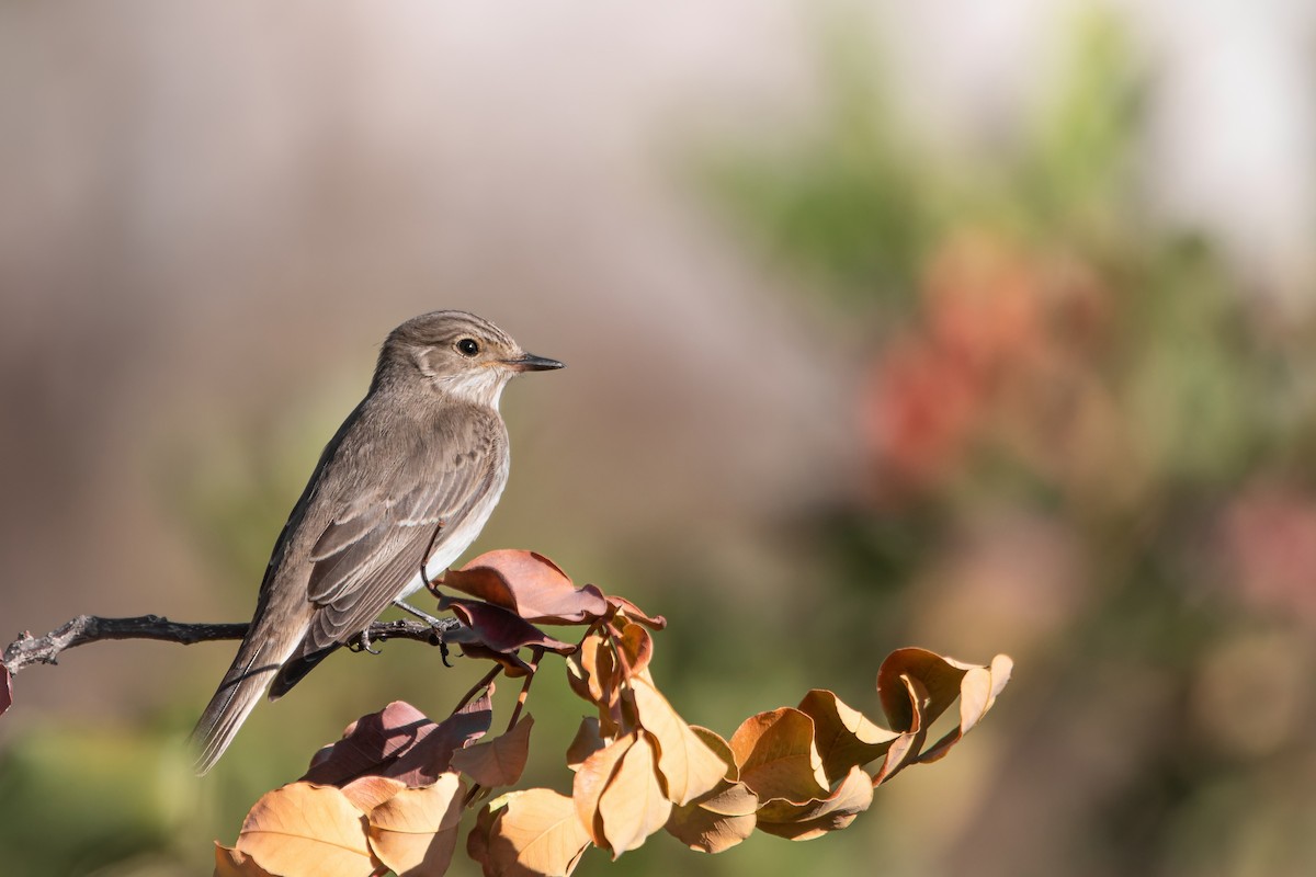Бөртөт намнаахай - ML644696447
