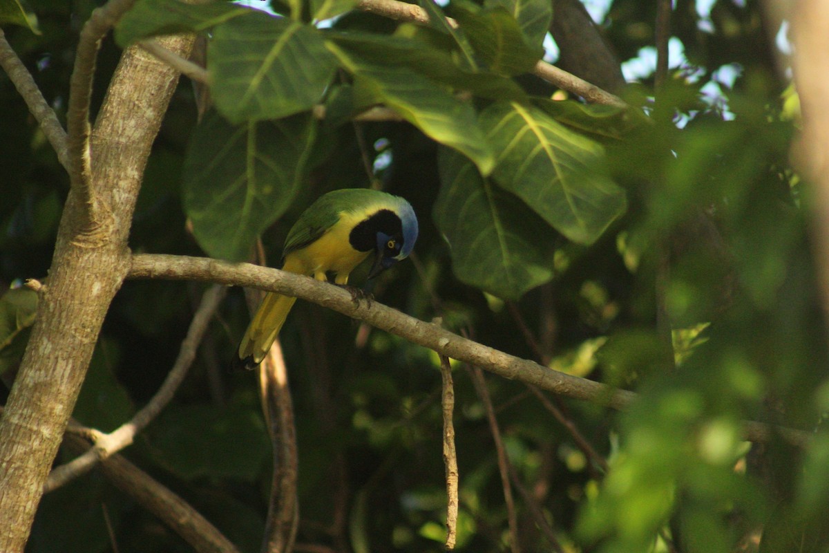 Yeşil Karga - ML644696448