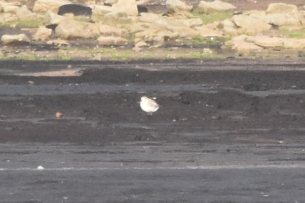 Black-bellied Plover - ML644696449