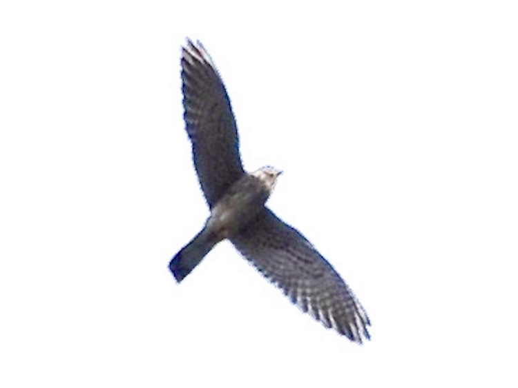falcon sp. - ML644696450