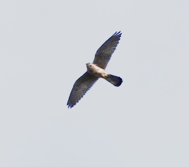 falcon sp. - ML644696458