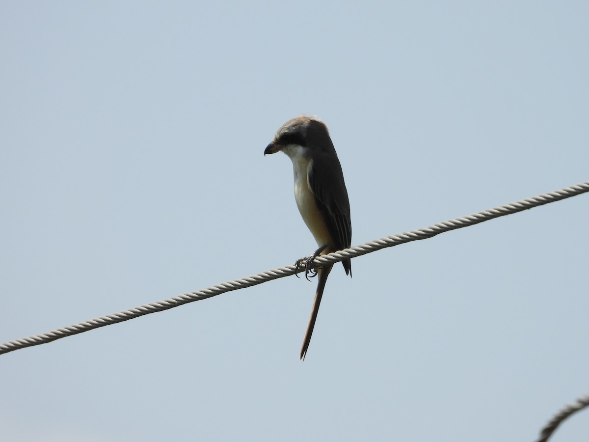 Brown Shrike - ML644696459