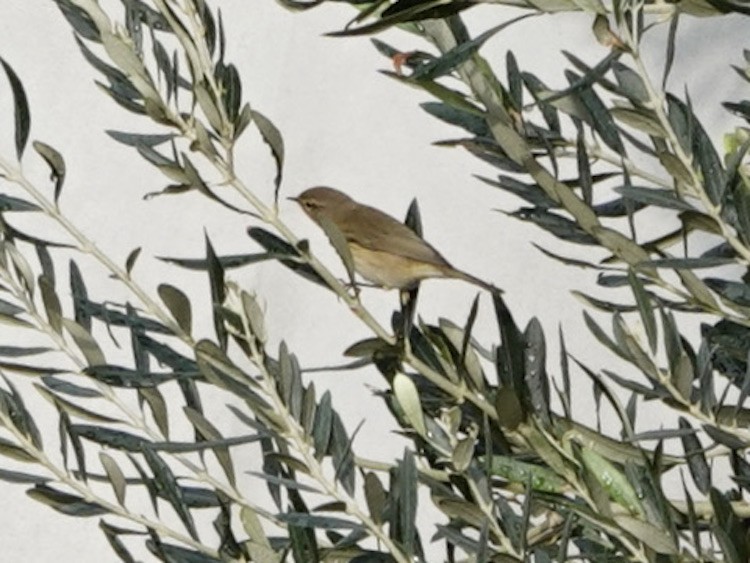 Common Chiffchaff - ML644696461